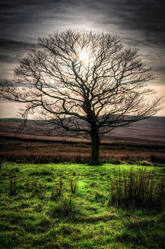 Landscape Poster featuring the photograph The One Tree by Geoff Smith