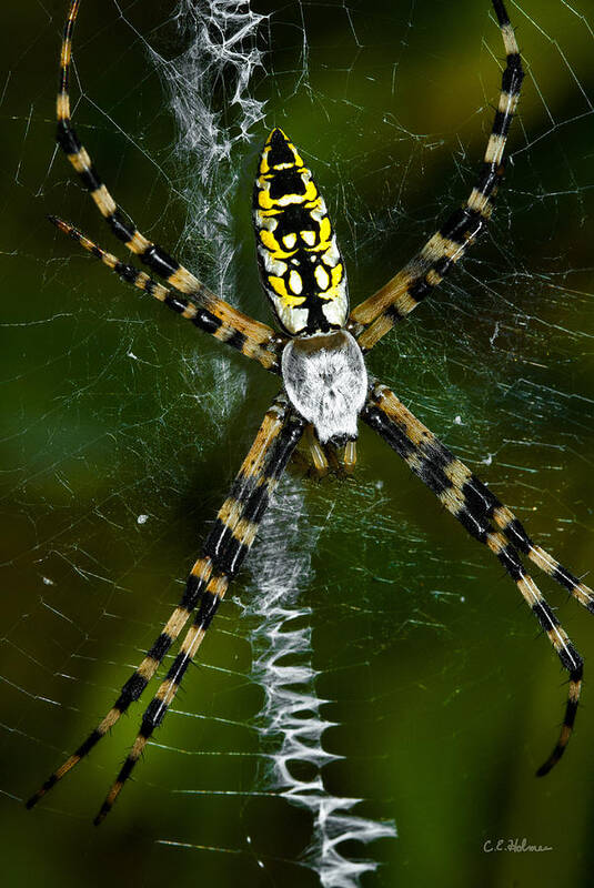 Spider Poster featuring the photograph The Original Zig-Zag Stitch by Christopher Holmes