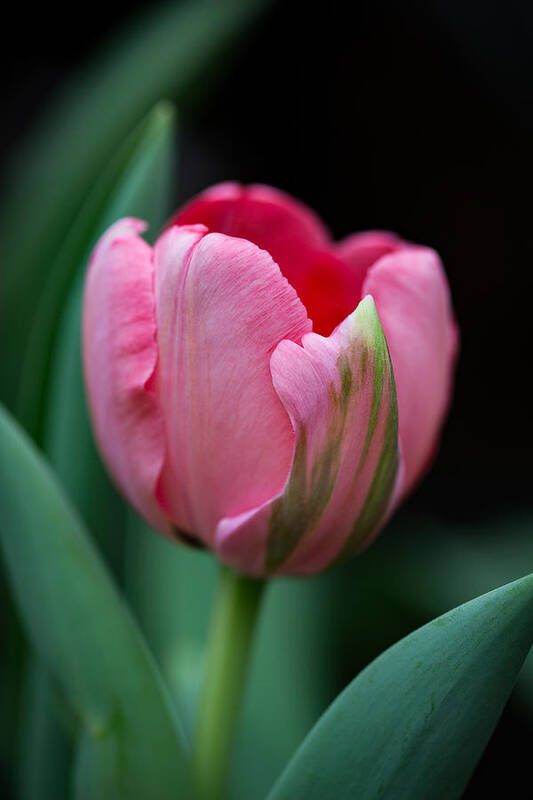 The Peculiar Pink Tulip Poster featuring the photograph The Peculiar Pink Tulip by Dale Kincaid