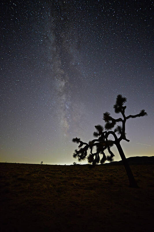 Joshua Tree National Park Poster featuring the photograph The Small of It All by Don Mercer