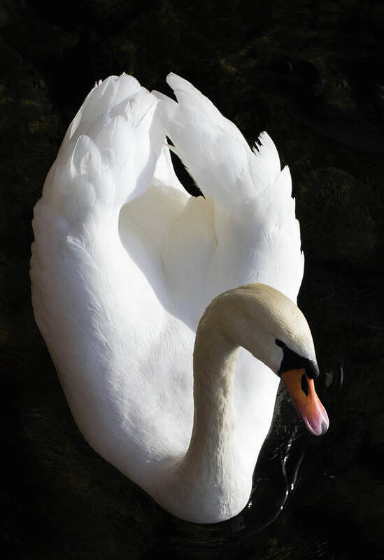 Bird Poster featuring the photograph The Swan by Jody Partin