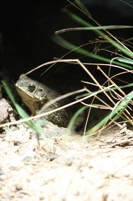 Animals Poster featuring the photograph The Toad by Balanced Art