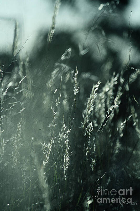 Grass Poster featuring the photograph The Wind Cries Mary by Linda Lees