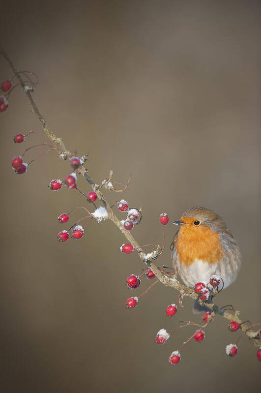 Robin Poster featuring the photograph They're All Mine by Andy Astbury