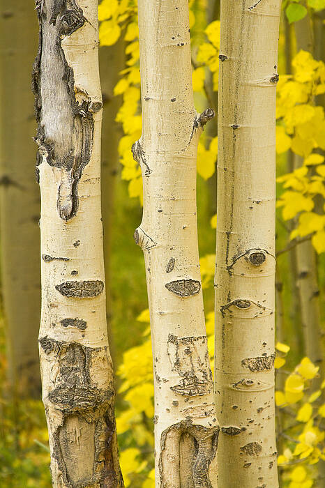 Autumn Poster featuring the photograph Three Autumn Aspens by James BO Insogna