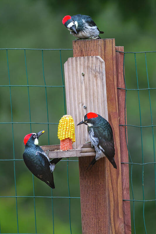 Mark Miller Photos Poster featuring the photograph Three Backyard Woodpeckers by Mark Miller