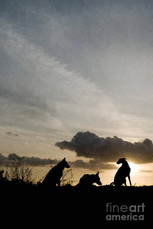 Dog Poster featuring the photograph Three dogs at sunset by Clayton Bastiani