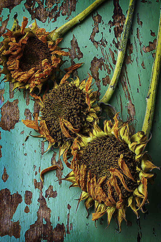 Three Poster featuring the photograph Three Dried Sunflowers by Garry Gay