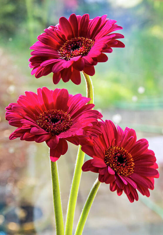 Flowers Poster featuring the photograph Three Gerbera Flowers by Jeff Townsend