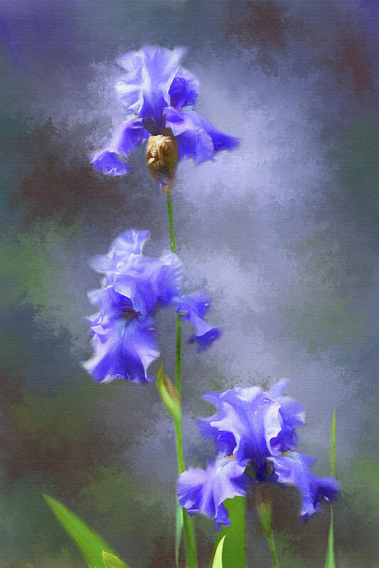 Photograph Poster featuring the digital art Three Iris by Lena Auxier