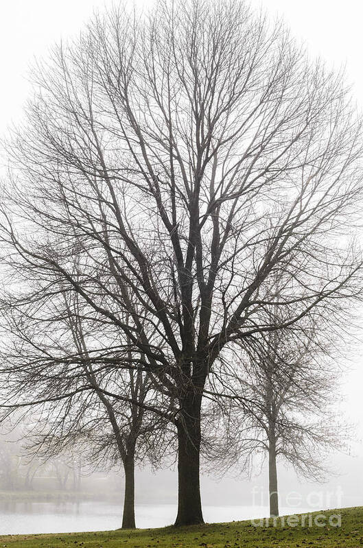 Trees Poster featuring the photograph Three Trees In Fog by Tamara Becker