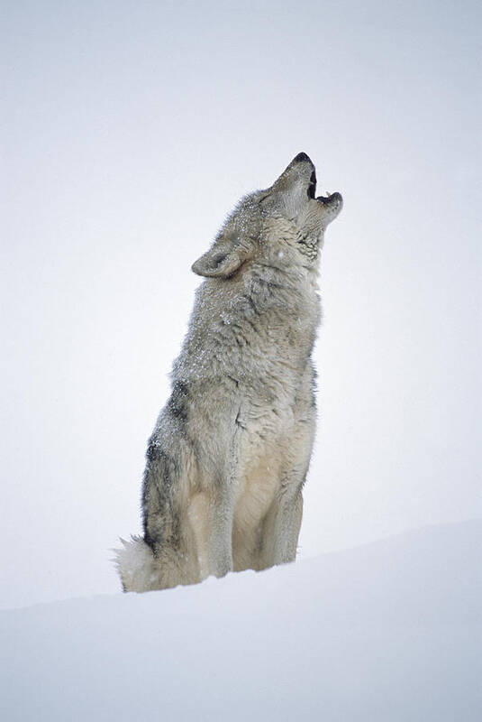 #faatoppicks Poster featuring the photograph Timber Wolf Portrait Howling In Snow by Tim Fitzharris