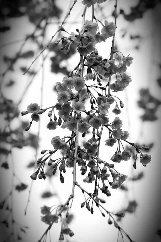 Cherry Blossom Trees Poster featuring the photograph Tiny Buds And Blooms by Angie Tirado