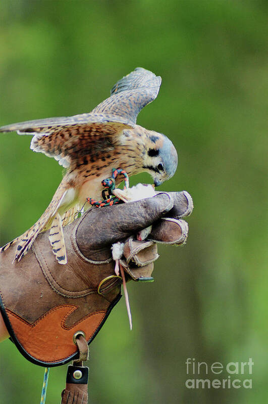 American Kestrel Poster featuring the photograph Tiny Hunter by Kathy Kelly