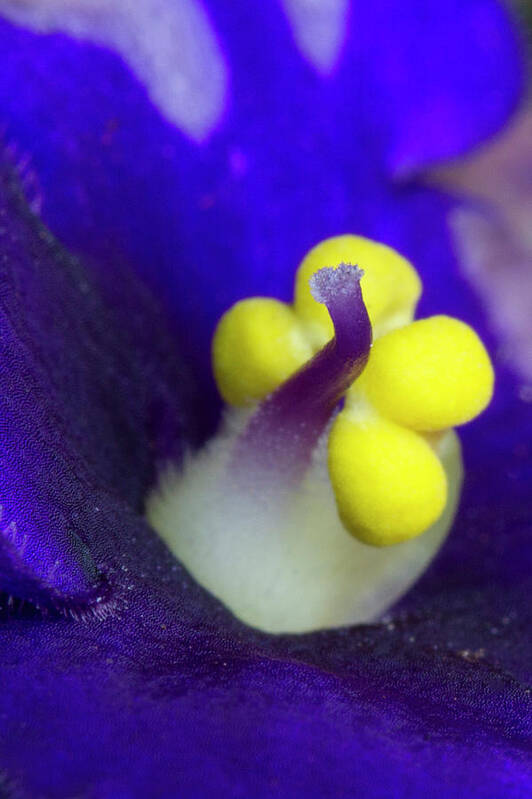 Flower Poster featuring the photograph Tiny Pistil by Guy Shultz