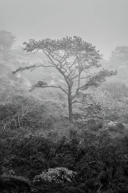 Torrey Pine Poster featuring the photograph Torrey in Fog by Joseph Smith