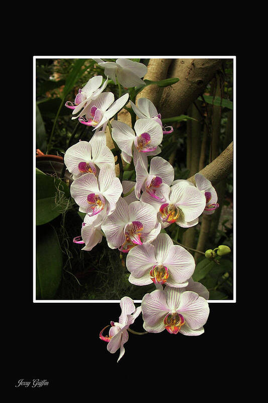 Pop Out Poster featuring the photograph Trailing Orchids by Jerry Griffin