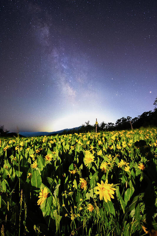 Astrophotography Poster featuring the photograph Trapper's Loop Wildflowers by Ryan Moyer