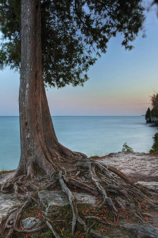 Tree Roots Lake Michigan Cave Point Park Door County Wisconsin Vertical Long Exposure Hdr Coast Sunset Smooth Water Surf Hdr Evergreen Rocks Rocky Poster featuring the photograph Tree and Roots by Lake by Richard Steinberger