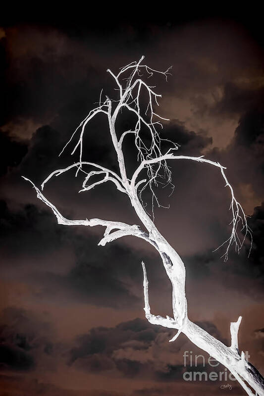 Tree Negative Poster featuring the photograph Tree Negative by Imagery by Charly