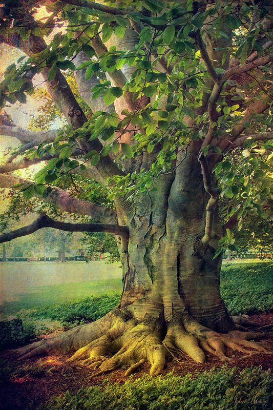 Tree Poster featuring the photograph Tree of Wisdom by John Rivera