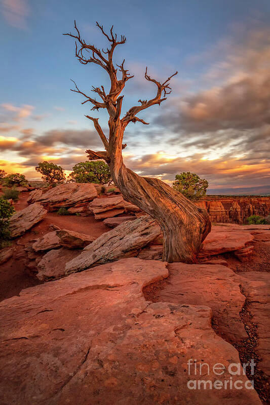 Colorado National Monument Poster featuring the photograph Tree by Ronda Kimbrow