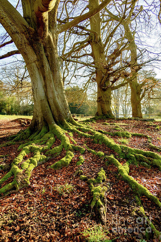 Tyntsfield Poster featuring the photograph Tree roots and moss by Colin Rayner