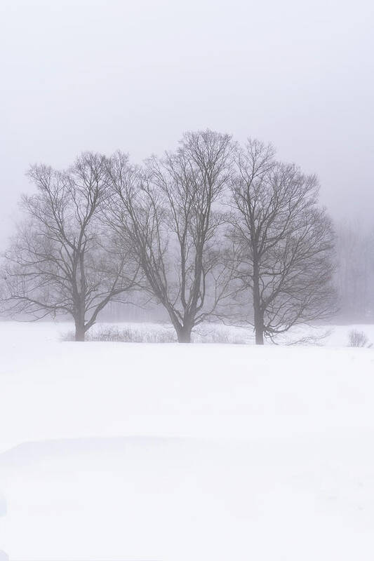 Williamsville Vermont Poster featuring the photograph Trees In Fog by Tom Singleton