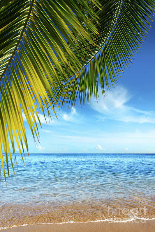 Bay Poster featuring the photograph Tropical Beach by Carlos Caetano