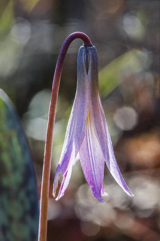Nature Poster featuring the photograph Trout Lily by Steven Schwartzman