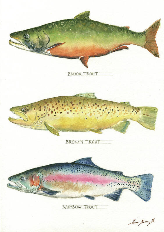 Brook Trout Poster featuring the painting Trout species by Juan Bosco