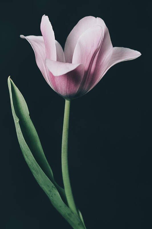 Tulip Poster featuring the photograph Tulip #0153 by Desmond Manny