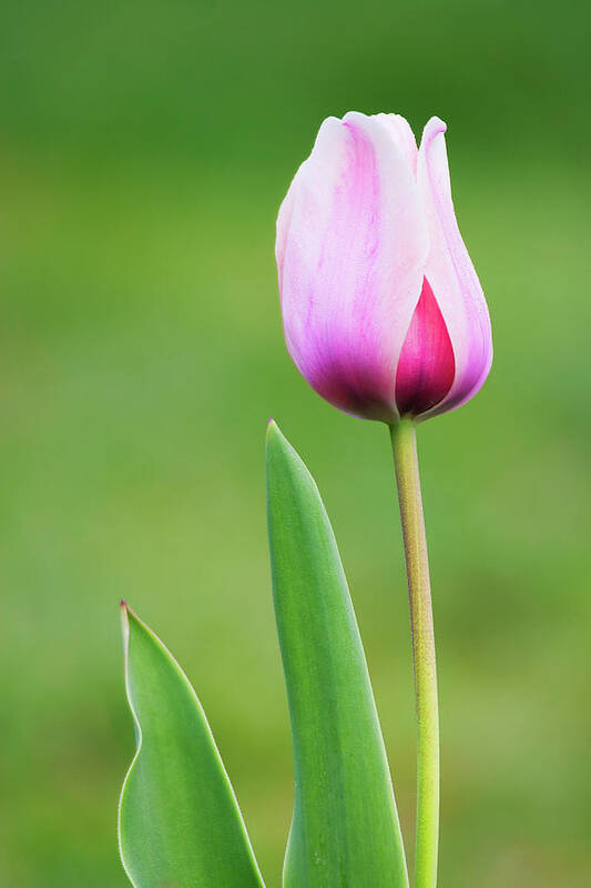 Tulip Poster featuring the photograph Tulip 2 by Ram Vasudev