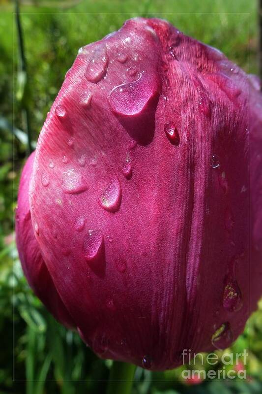 Attractive Poster featuring the photograph Tulip after the Rain by Jean Bernard Roussilhe