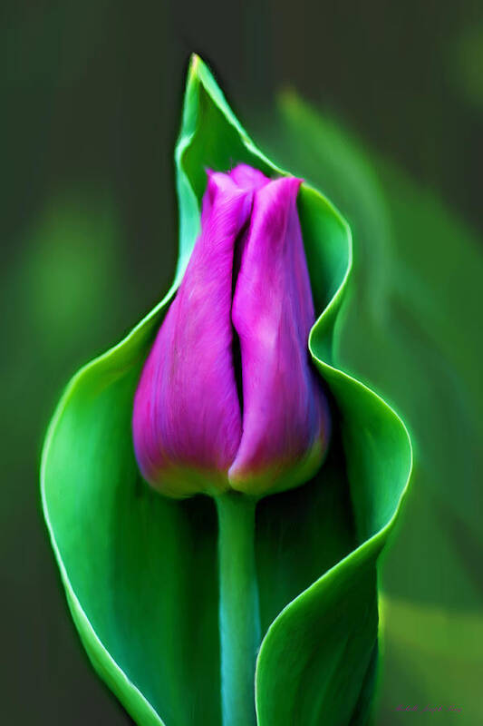 Tulip Poster featuring the photograph Tulip Cradled In Leaf by Michelle Joseph-Long