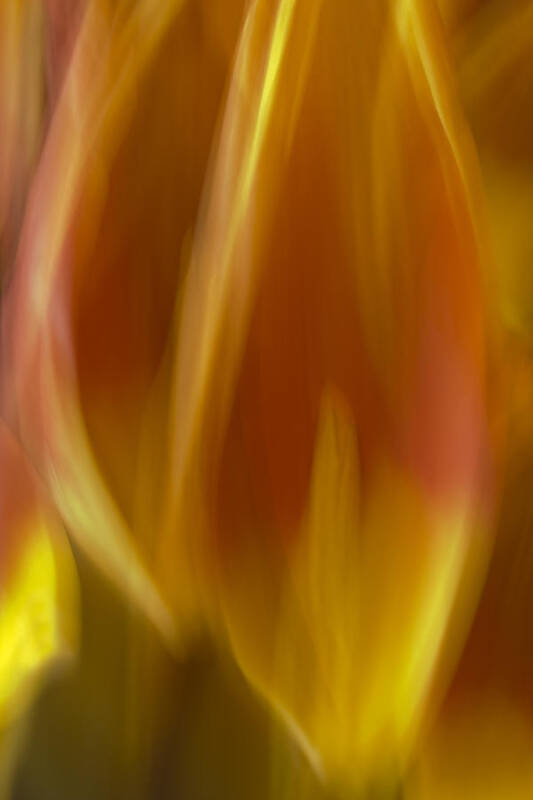 Vertical Poster featuring the photograph Tulip Flames by Cheryl Day