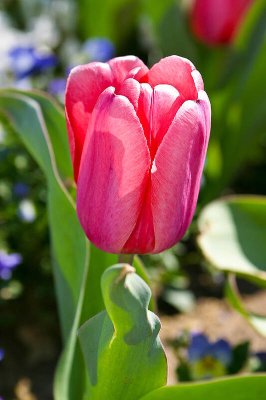 Flower Poster featuring the photograph Tulip by Mark Currier