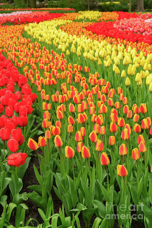 Netherlands Poster featuring the photograph Tulips Rows by Anastasy Yarmolovich
