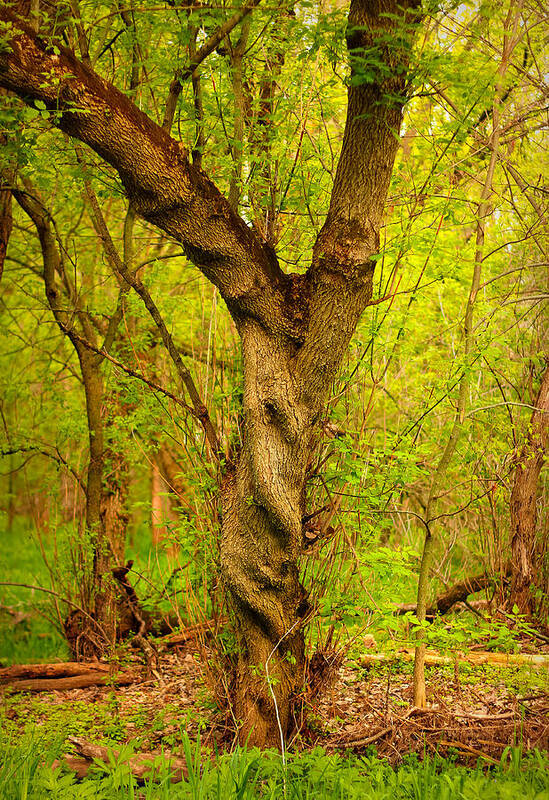 Tree Poster featuring the photograph Twisted by Viviana Nadowski