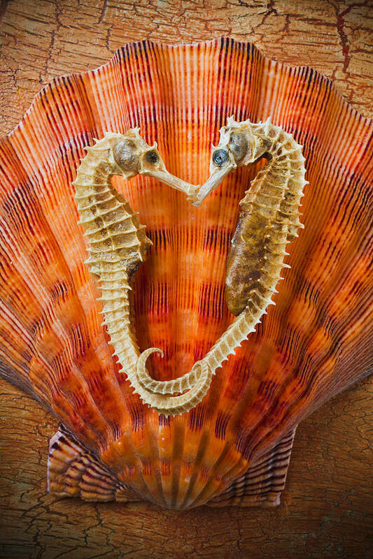 Two Seahorses Poster featuring the photograph Two seahorses on seashell by Garry Gay