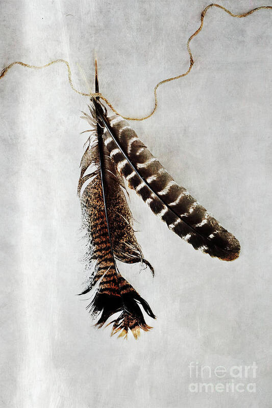 Bird Poster featuring the photograph Two Tattered Turkey Feathers by Stephanie Frey