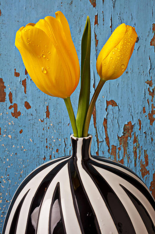 Two Yellow Poster featuring the photograph Two Yellow Tulips by Garry Gay
