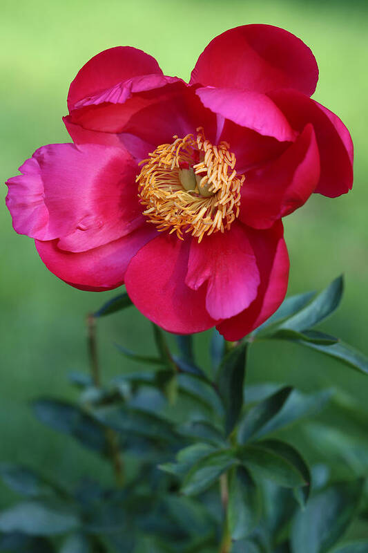 Peony Poster featuring the photograph Unforgettable Peony by Tammy Pool