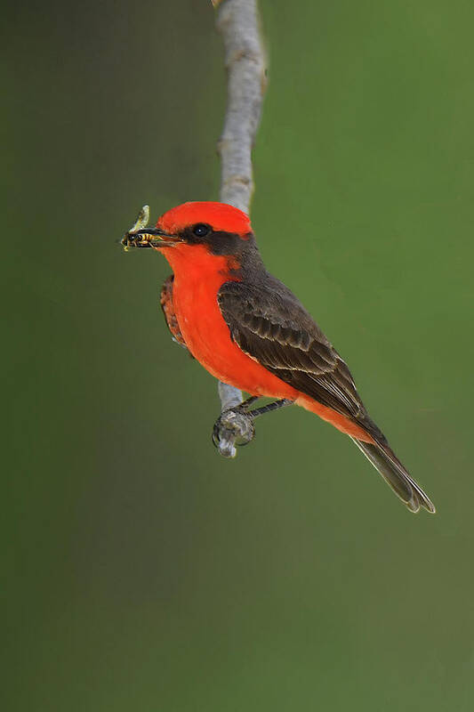 Bird Poster featuring the photograph Vermillion Flycatcher with Bee by Alan Lenk