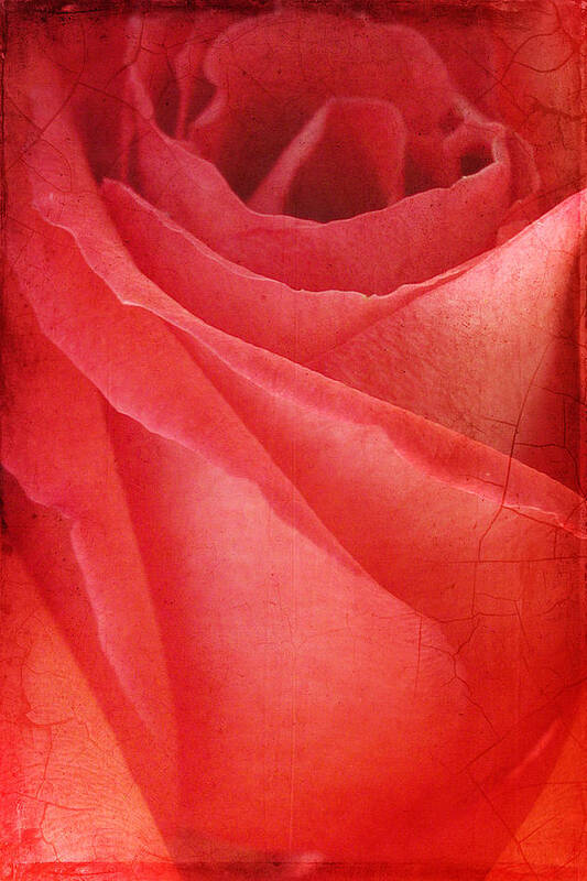 Rose Poster featuring the photograph Vintage Rose by Cathy Kovarik