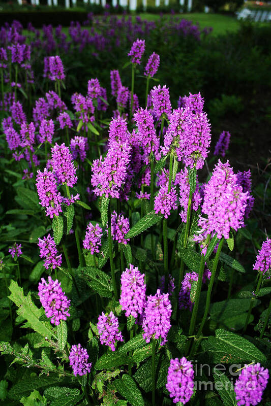  Poster featuring the photograph Violet by JamieLynn Warber