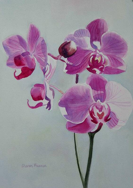 Orchid Poster featuring the painting Violet Orchid by Sharon Freeman