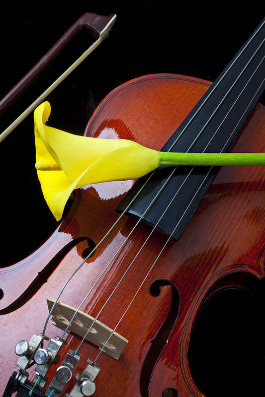 Violin Poster featuring the photograph Violin with yellow calla lily by Garry Gay