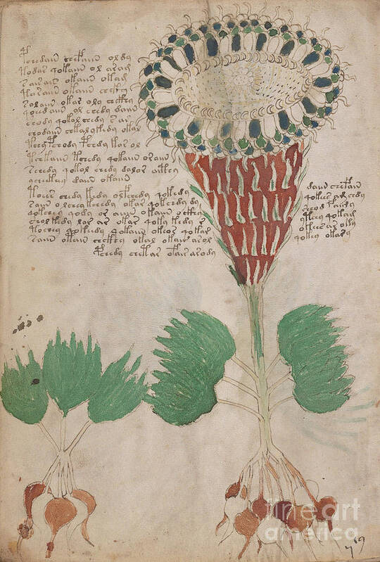 Plant Poster featuring the drawing Voynich flora 15 by Rick Bures