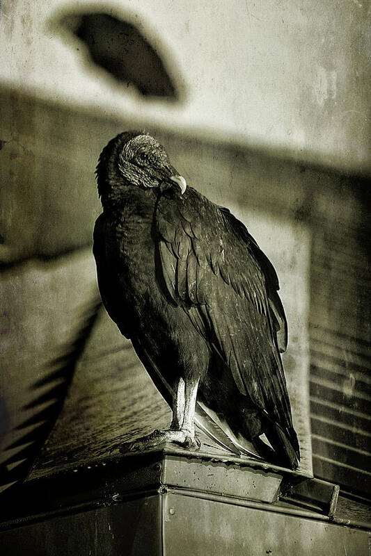 Black Poster featuring the photograph Vulture by Cindi Ressler
